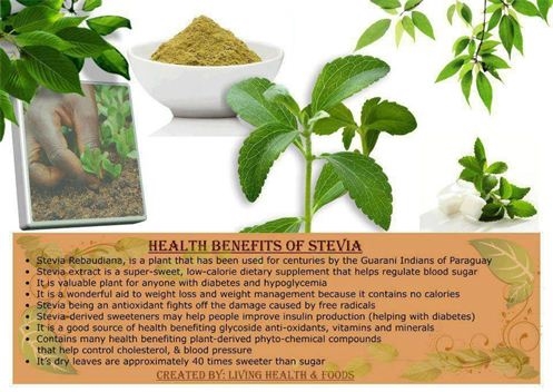La avantaĝoj kaj damaĝoj de stevia por diabetoj
