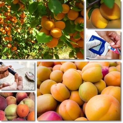 Apa bisa uga diabetes kanggo mangan aprikot garing utawa ora