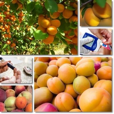 ဆီးချိုရောဂါသည် apricots အခြောက်ကိုစားရန်သို့မဟုတ်စားရန်ဖြစ်နိုင်ပါသလား