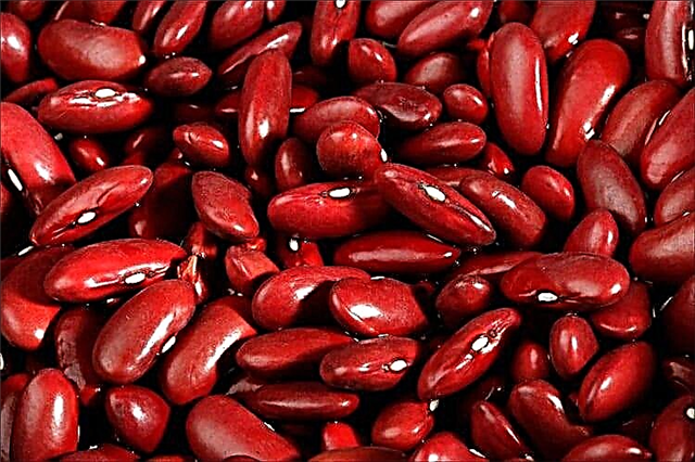 Ang mga pakinabang ng beans na may mataas na kolesterol