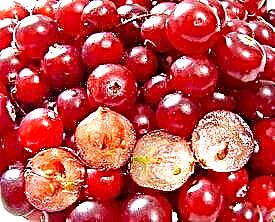 Cranberry girke-girke na cholesterol tare da babban matakin a cikin jini