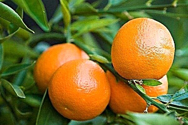 Yuqori xolesterolli mandarinlarni olish mumkinmi?