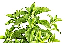 Stevia մեղր խոտ. Լուսանկարներ և աճման եղանակներ