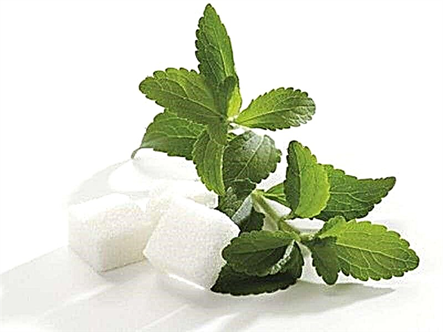 Stevia sa panahon ng pagbubuntis: posible bang kumuha ng isang sweetener para sa mga buntis na kababaihan?