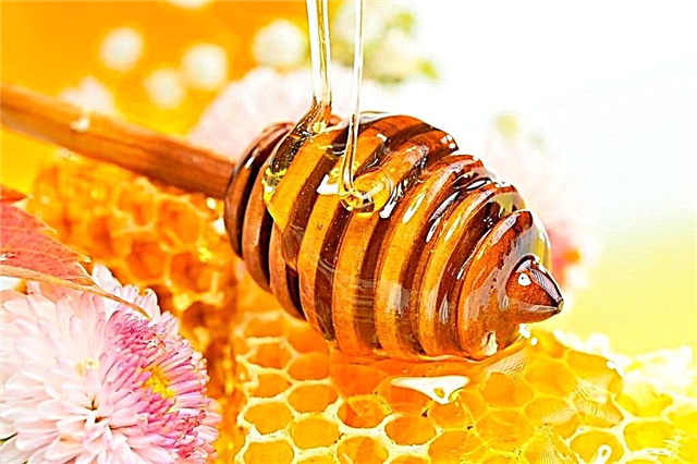 Дали можам да јадам мед со панкреатичен панкреатит?