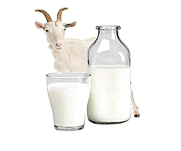 Дали можам да пијам млеко со панкреатит на панкреасот?