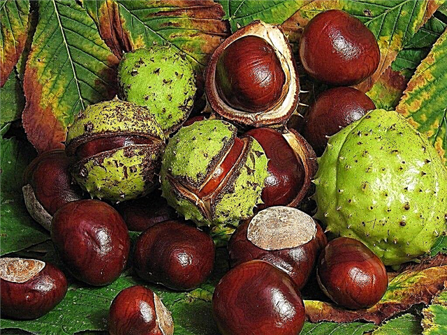 Kodi ndizotheka kudya ma chestnuts a matenda ashuga a 2?
