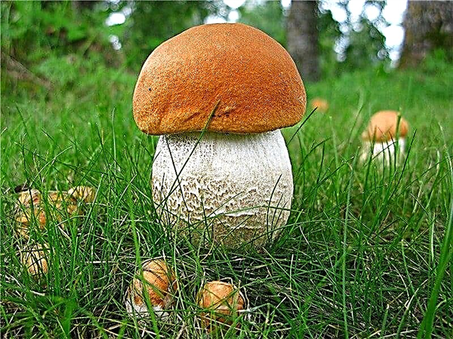A na nka ja li-mushroom tsa lefu la tsoekere?