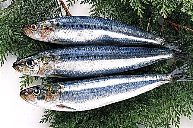 ມັນເປັນໄປໄດ້ທີ່ຈະກິນ herring ໃນໂລກເບົາຫວານບໍ?