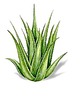 Aloe cum type II diabetes: in plantis usus est in treatment pro diabetics