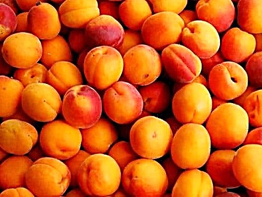 Mbegu za apricot za ugonjwa wa kisukari cha aina ya 2: faida na madhara