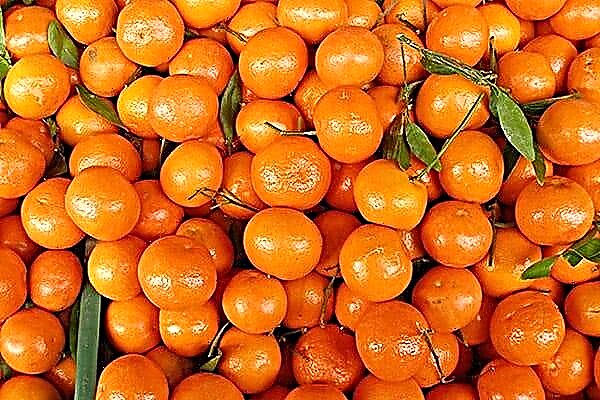 Ĉu eblas manĝi mandarinojn kun alta sango-sukero