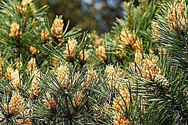 Pine pollen don ciwon sukari: magani na jama'a don magani