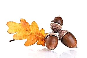 Pengobatan diabetes kanthi acorn saka oak: perawatan