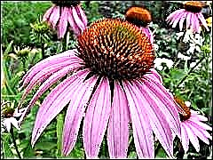 Echinacea kanggo diabetes jinis 2: tincture herbal kanggo perawatan