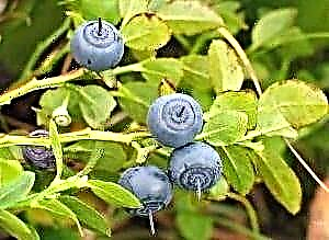 Mitil kite pou dyabèt tip 2: ki jan yo melanje te blueberry?