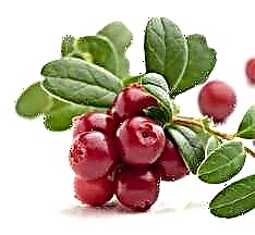 Чихрийн шижин 2-р хэлбэртэй Lingonberry: жор ба үр ашиг
