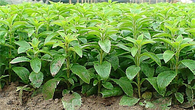 Stevia herb: feyd û zirarên di nexweşiya şekir 2 de ji bo diyabetîkan