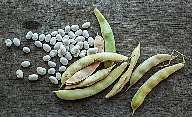 Mangpaat sareng ngabahayakeun kacang di diabetes jinis 2