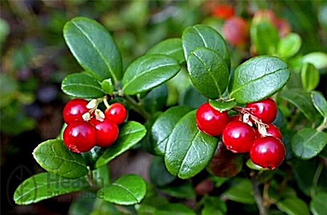Lingonberry na may diabetes mellitus type 2: ang mga pakinabang ng mga berry at dahon
