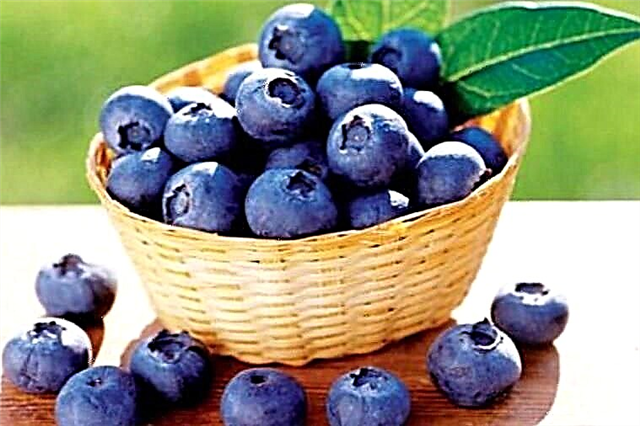 Ang mga Blueberries alang sa diabetes: posible alang sa usa ka diabetes, kung giunsa ang paghanas sa mga dahon alang sa pagtambal