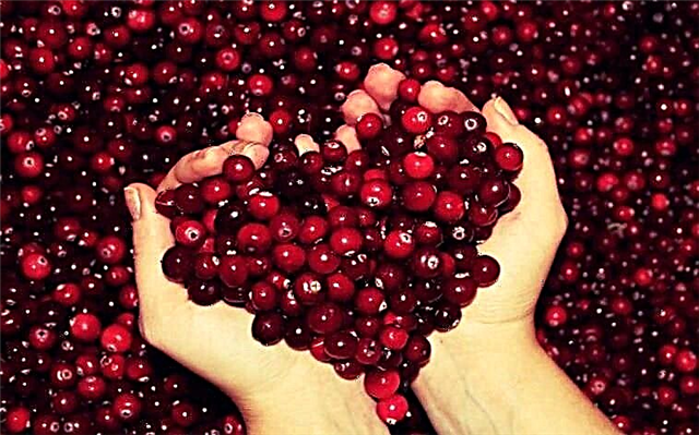 Ass et méiglech Cranberries mam Typ 2 Diabetis ze iessen: Virdeeleg Eegeschafte fir eng Diabetiker