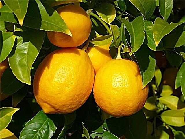 Limon 2 turi diabet: diabetga chalingan odamni limon sharbati bilan davolash