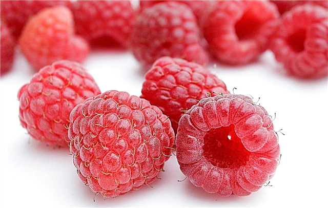 Tiasa raspberry dianggo dina diabetes (buah beri, daun, akar)