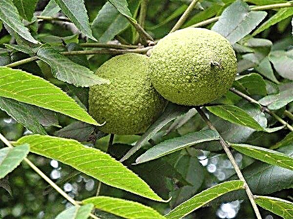 Godhong walnut ing diabetes: properti sing migunani
