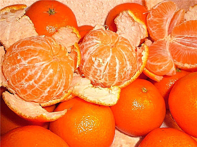 Tangerines yohlobo 2 sikashukela: kungenzeka kwabanesifo sikashukela