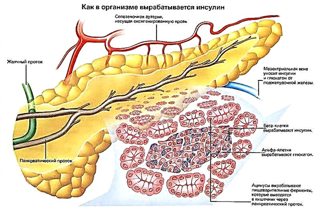 Okukhiqizwa yi-insulin: okuyi-gland efihla ama-hormone