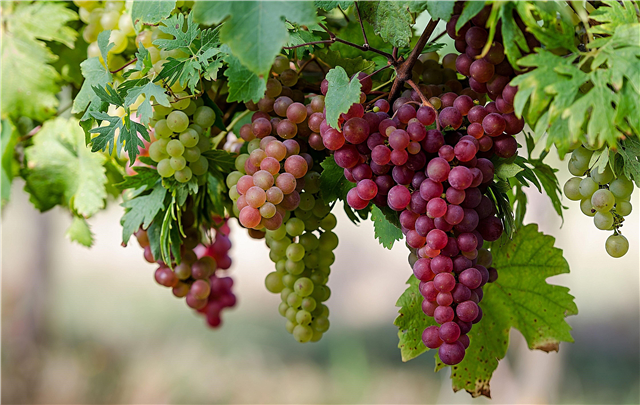 Naha mungkin gaduh buah anggur sareng pankreatitis: tuang anggur atanapi kismis