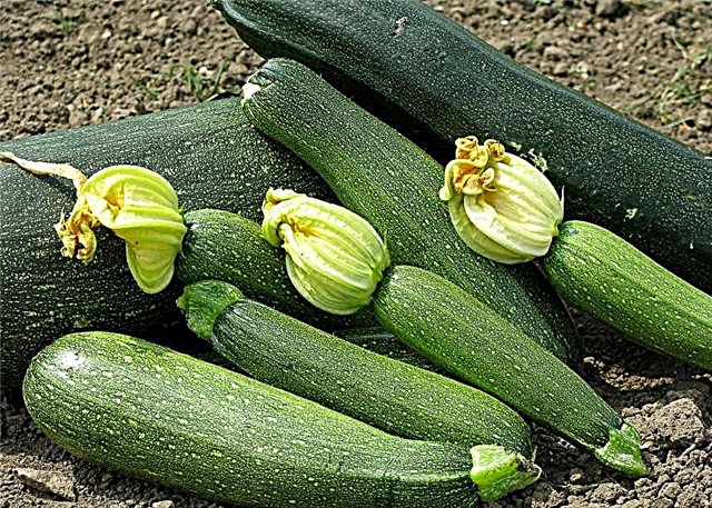 Pankreatit ilə zucchini: yeməklər, pəhriz reseptləri