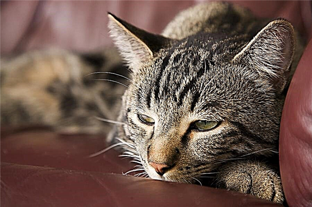 Симптоми и третман на дијабетес кај мачки и мачки