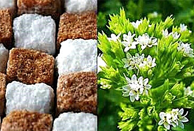 Stevia: dëmi dhe përfitimet e bimëve, udhëzimet