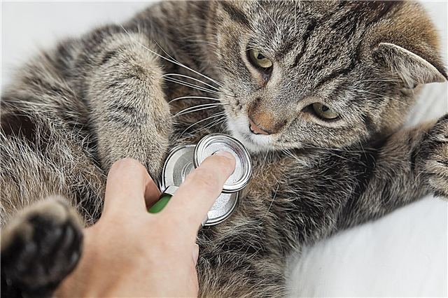 بلی میں لبلبے کی سوزش: علامات اور بلیوں کا علاج