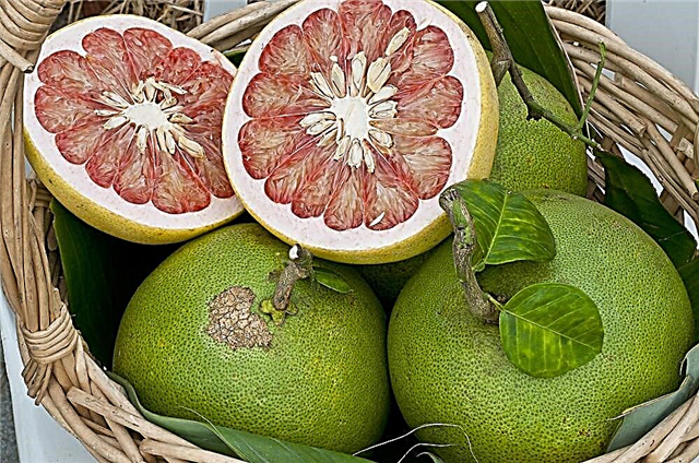 Pomelo de froitas: beneficios e prexuízos para os diabéticos
