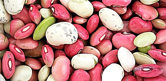 Kacang buncis kanggo Diabetes: Keuntungan saka Kacang Diabetis