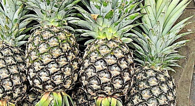 Ananas për diabetin tip 2: kundërindikacione të mundshme apo jo