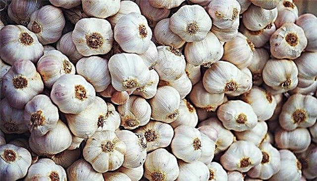 Garlic ea lefu la tsoekere la mofuta oa 2: hore na ke li-recipe tsa bohlokoa kapa che