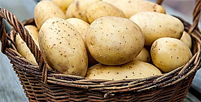 Диабетке чалдыккандар үчүн картошка: канчалык өлчөмдө жесе болот