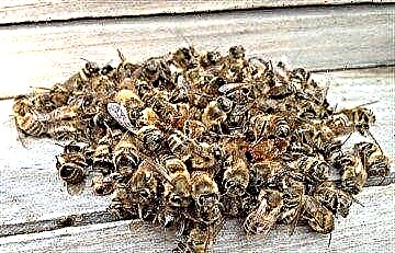 Bee өлүмү - кеңири колдонулуучу элдик каражат