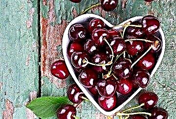 Cherrying sweet cherry: BZHU, index glycemic, feyd û zirarê ji bo diyabetîkan