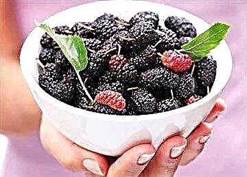 Mulberry mangrupikeun ubar rahayat anu ngeunah pikeun diabetes