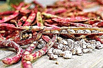 Mga Beans para sa diyabetis: mga recipe ng tradisyonal na gamot at kaugalian ng paggamit