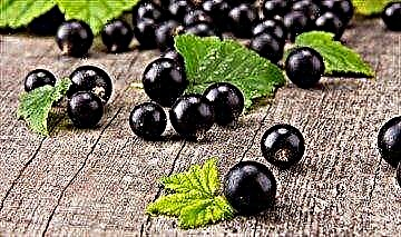 Blackcurrant - daya daga cikin mafi amfani berries ga masu ciwon sukari
