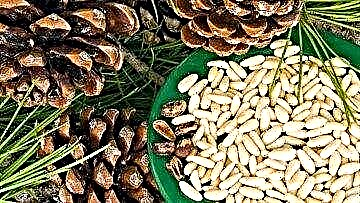 Ang mga pine nuts aron ma-normalize ang metabolismo sa diabetes