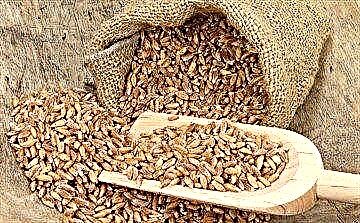 Speilt: korisna svojstva divlje pšenice i recepti za njenu pripremu