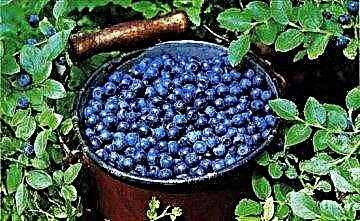 Blueberries a Blieder fir Bluttzocker ze regelen