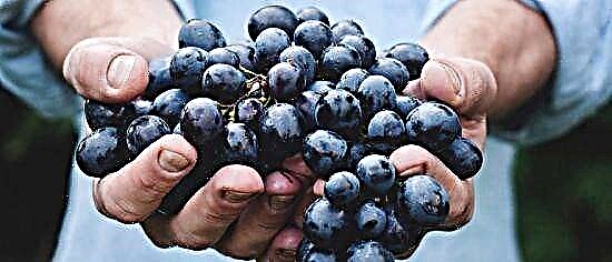 Grapes for pancreatitis